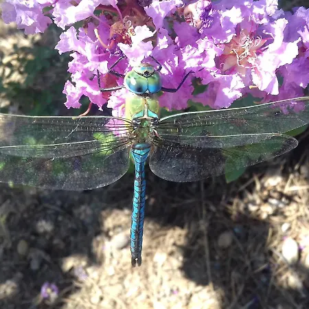 Quinta Da Barroquinha *