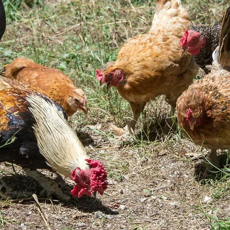 Gospodarstwo wiejskie Quinta Da Barroquinha Vale de Prazeres