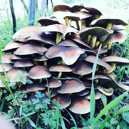 Quinta Da Barroquinha *