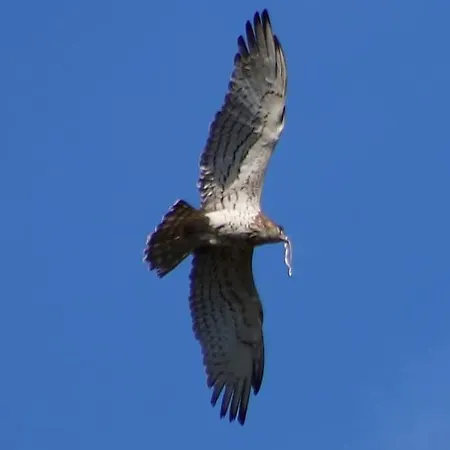 Quinta Da Barroquinha * Vale de Prazeres