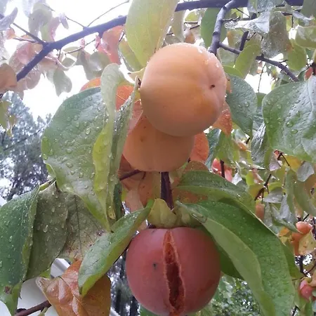 Quinta Da Barroquinha * Vale de Prazeres