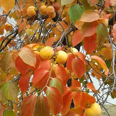 Quinta Da Barroquinha * Vale de Prazeres