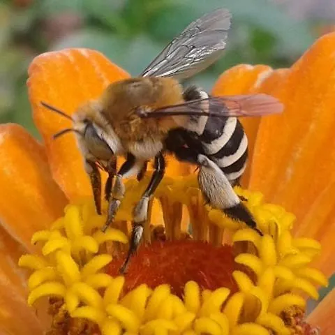 Quinta Da Barroquinha בית כפרי Vale de Prazeres