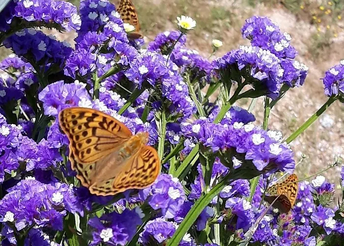Quinta Da Barroquinha Vale de Prazeres