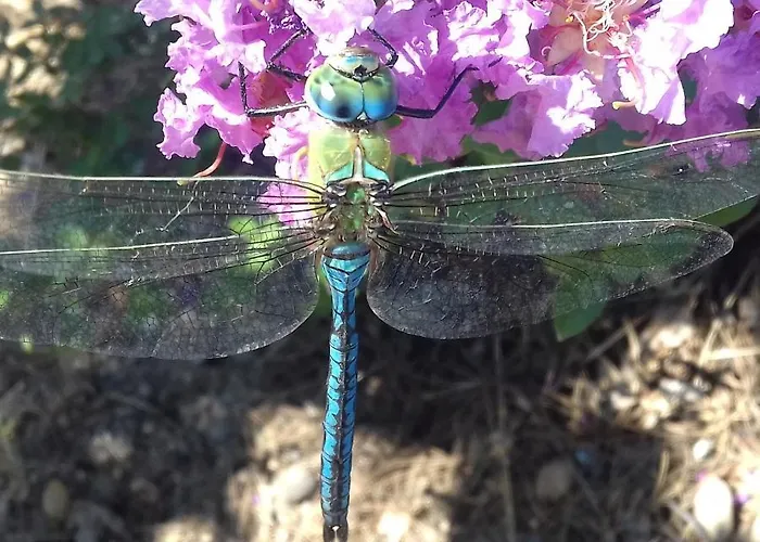 Quinta Da Barroquinha *