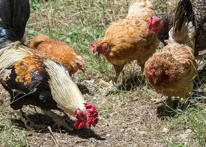 בית כפרי Quinta Da Barroquinha Vale de Prazeres