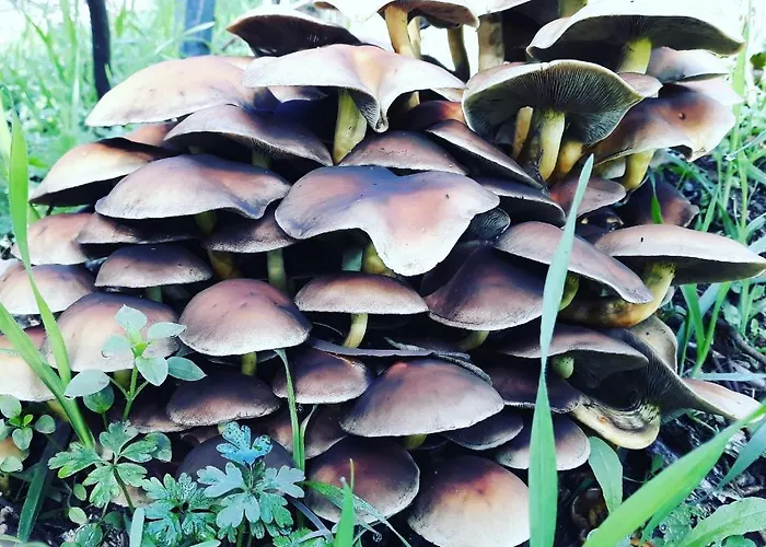 Quinta Da Barroquinha *