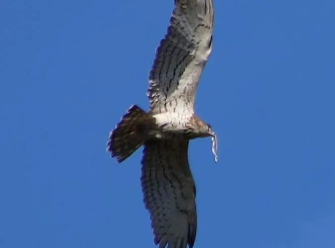 Quinta Da Barroquinha * Vale de Prazeres