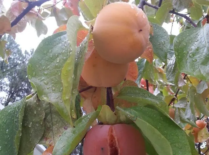 Quinta Da Barroquinha * Vale de Prazeres