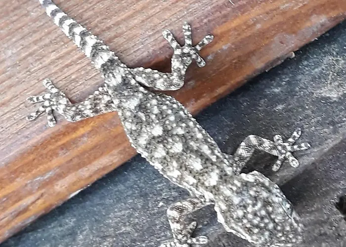 Quinta Da Barroquinha * Vale de Prazeres